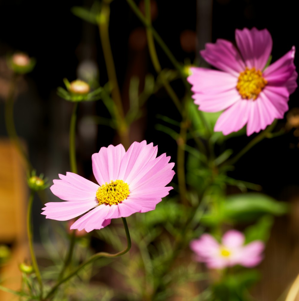 a close up of pink flowers on a table