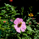Bees actively gathering nectar on vibrant flowers in a lush Siak garden.