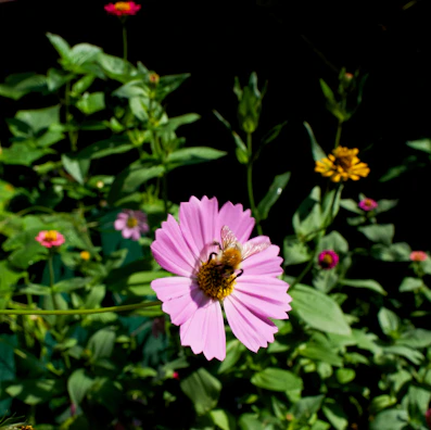 Bees actively gathering nectar on vibrant flowers in a lush Siak garden.