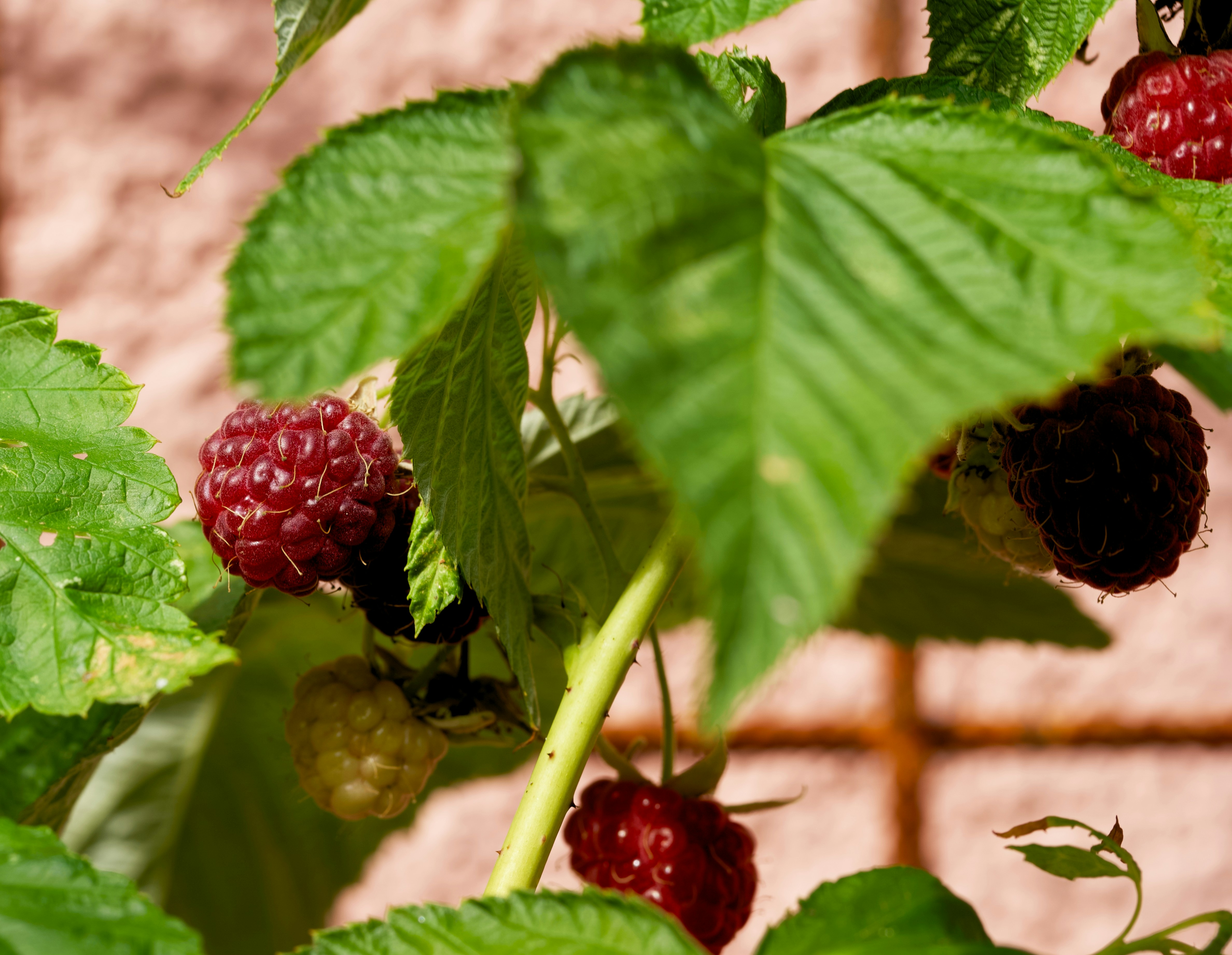 Photo by green_incubator