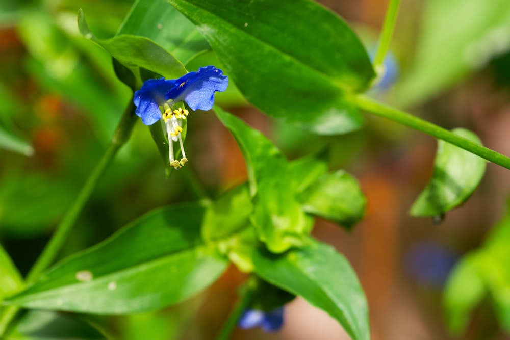 a blue flower with a yellow stamen on a green stem