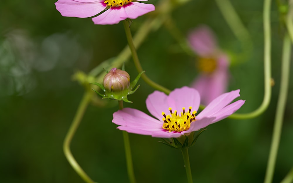 a group of pink flowers with a yellow center