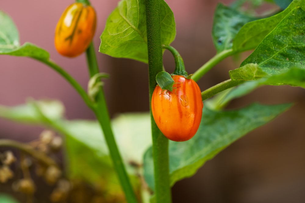 a close up of a plant with orange peppers