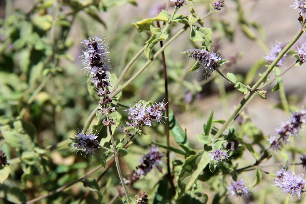 a close up of a plant with purple flowers