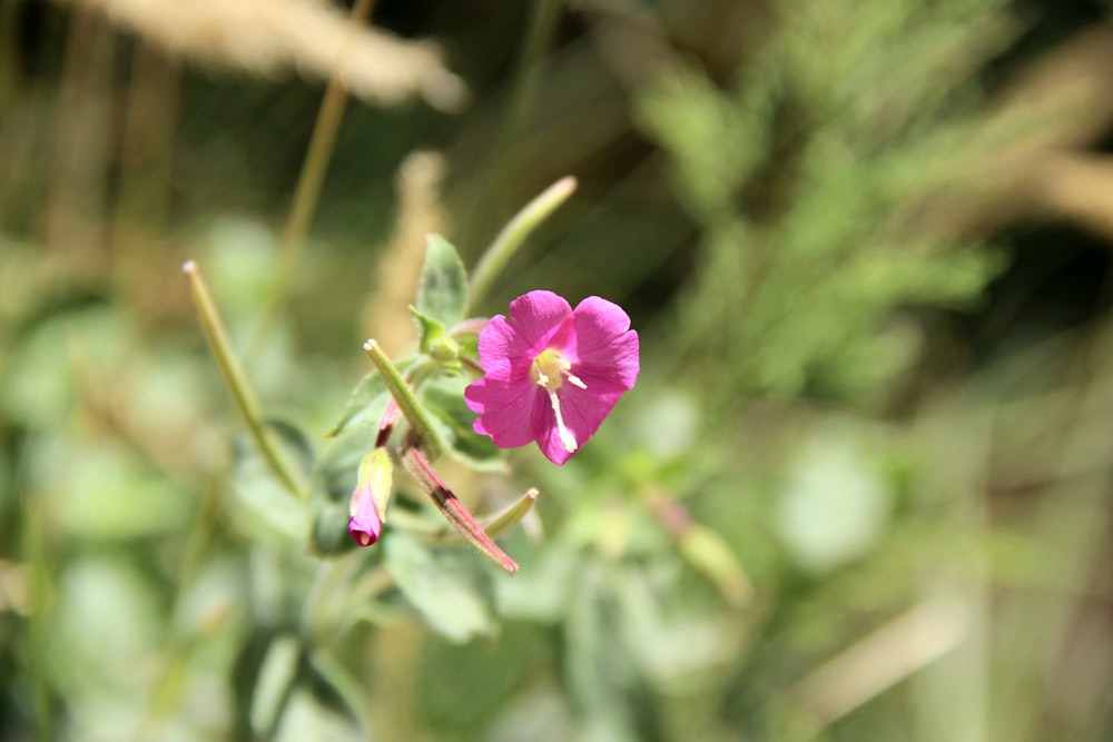 eine kleine rosa Blume, die auf einer grünen Pflanze sitzt