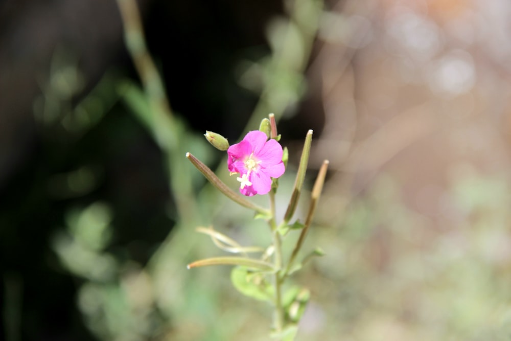 a small pink flower with green leaves in the background