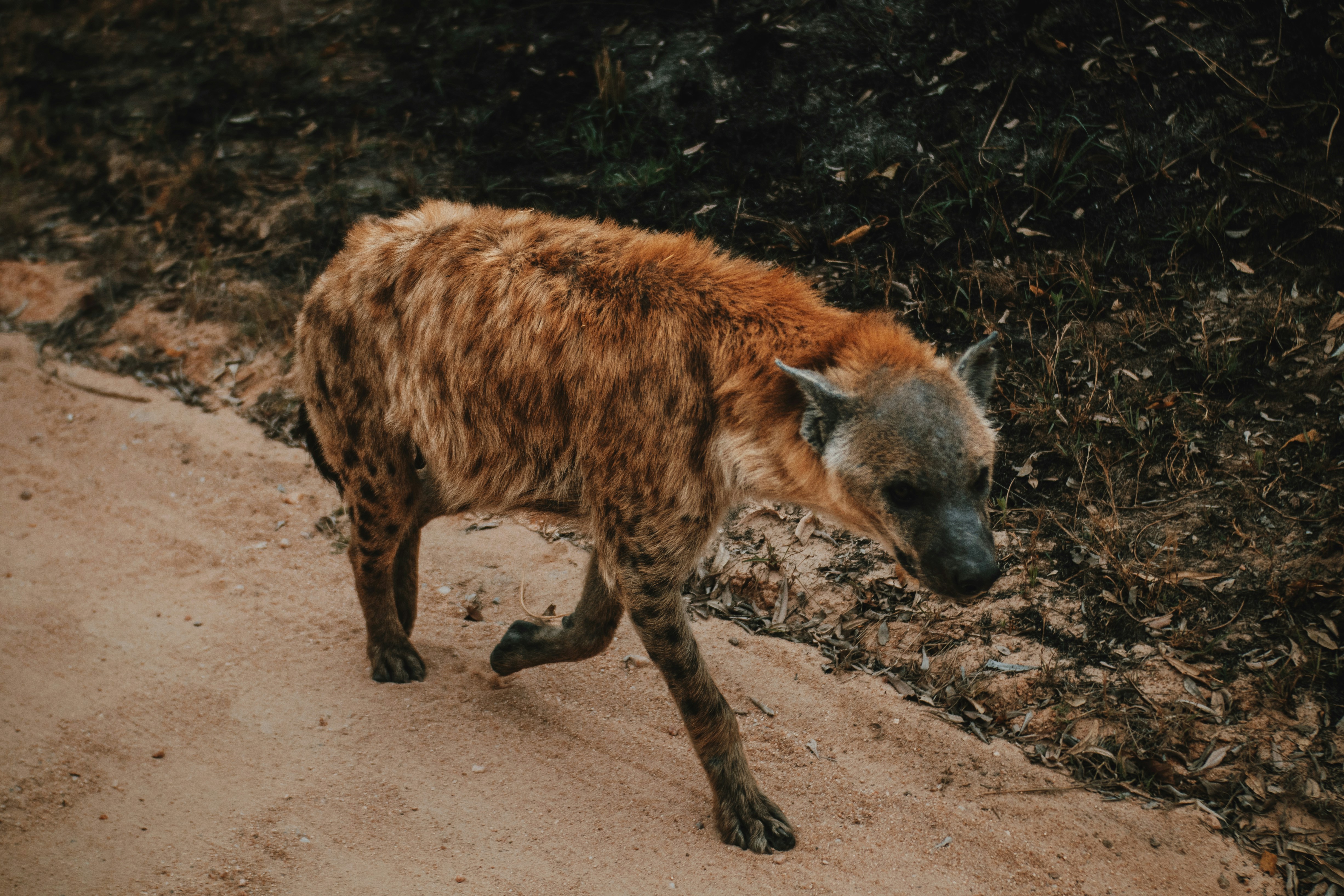 a spotted hyena walking down a dirt road
