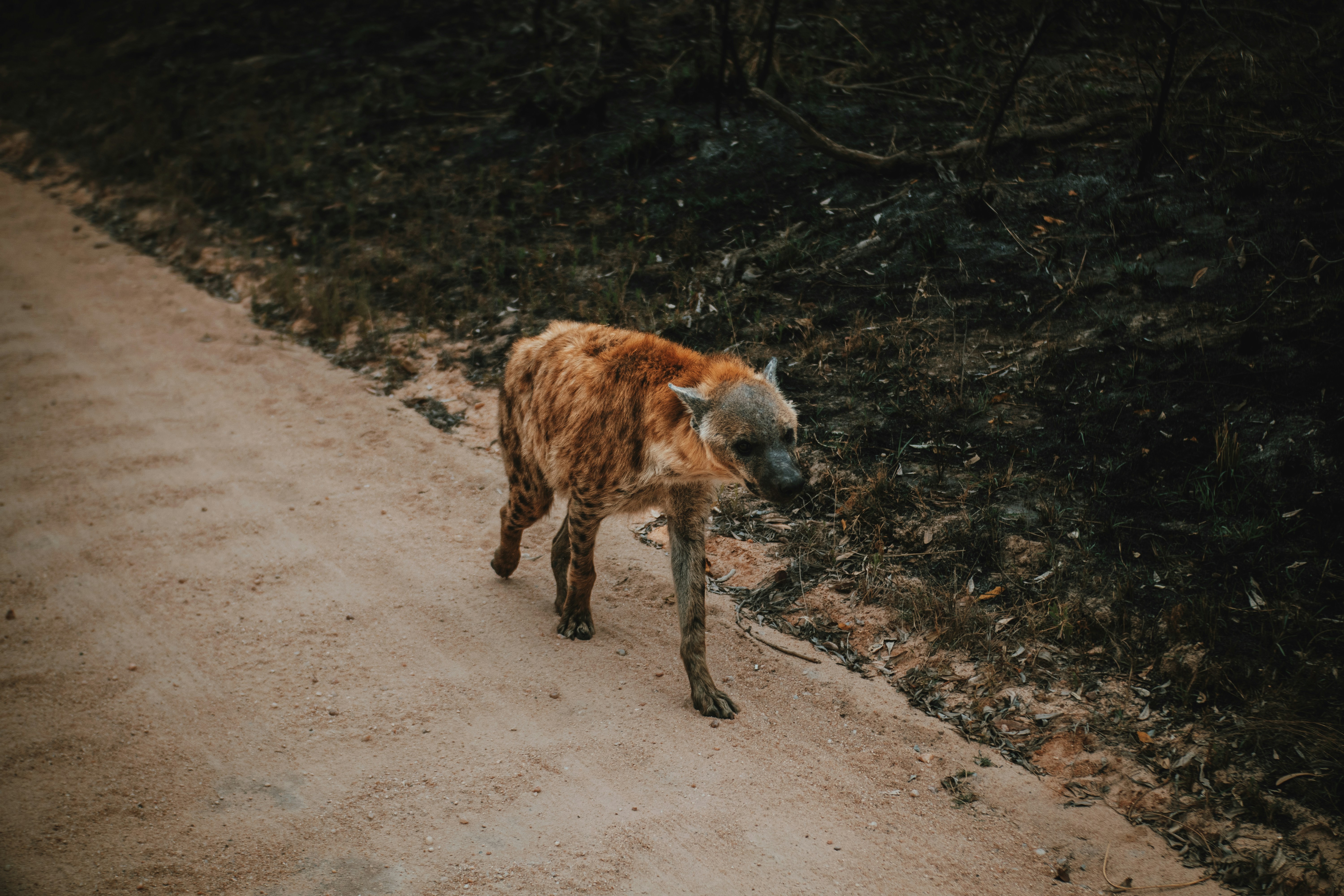 a spotted hyena walking down a dirt road