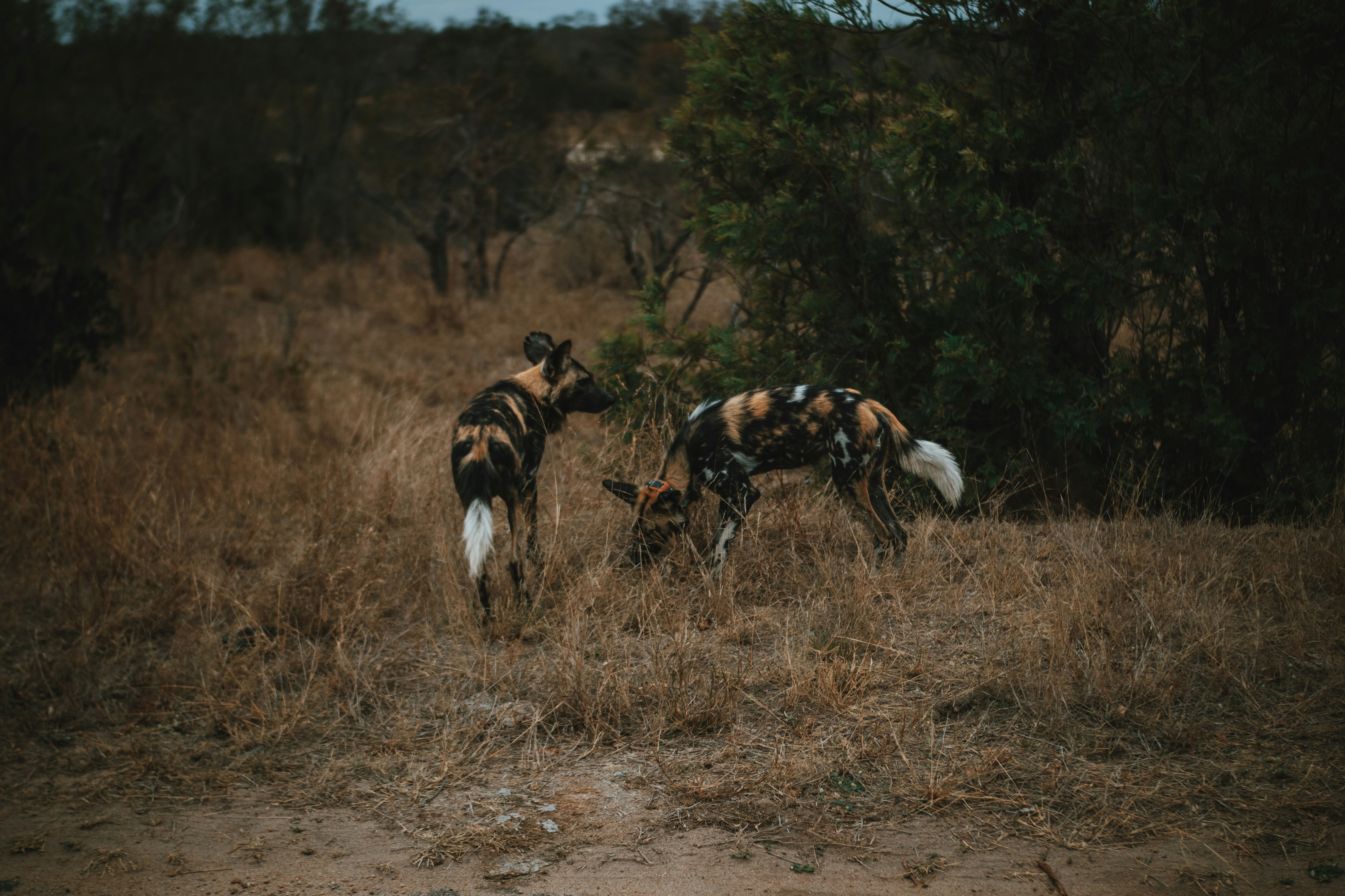 a couple of wild dogs standing on top of a dry grass field