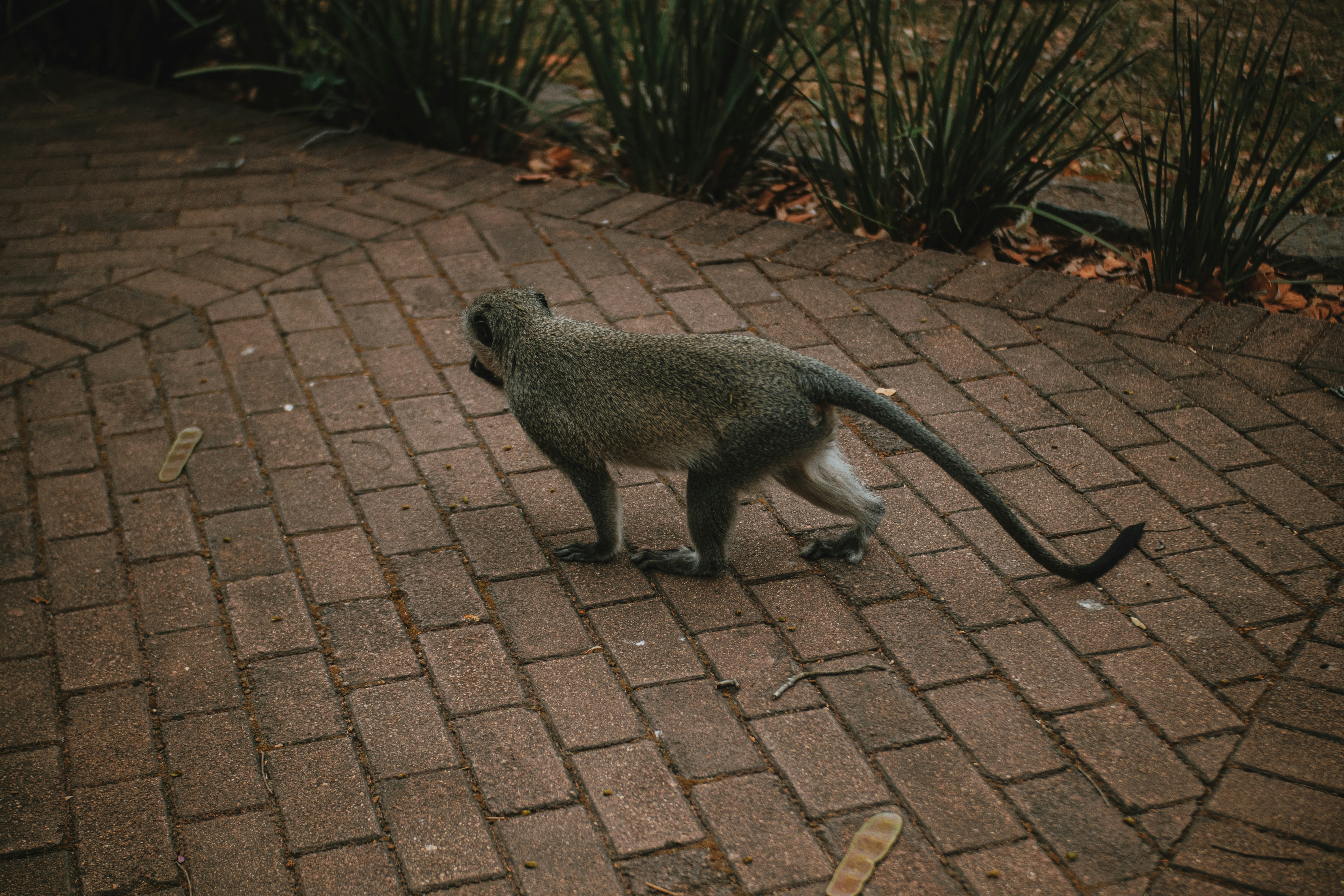 Monkey Mansion