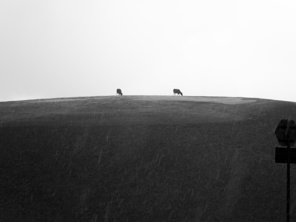 a couple of animals that are standing in the grass