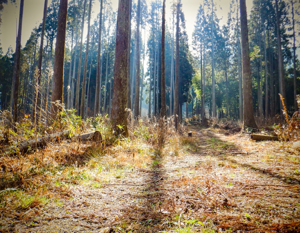 a dirt road in the middle of a forest