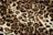 A close-up view of a leopard print pattern, featuring irregular black and brown spots on a cream-colored background, creating a textured and natural appearance.