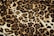 A close-up view of a leopard print pattern, featuring irregular black and brown spots on a cream-colored background, creating a textured and natural appearance.