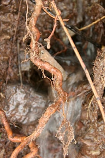An abstract illustration of tangled roots holding a mind-shaped soil patch.