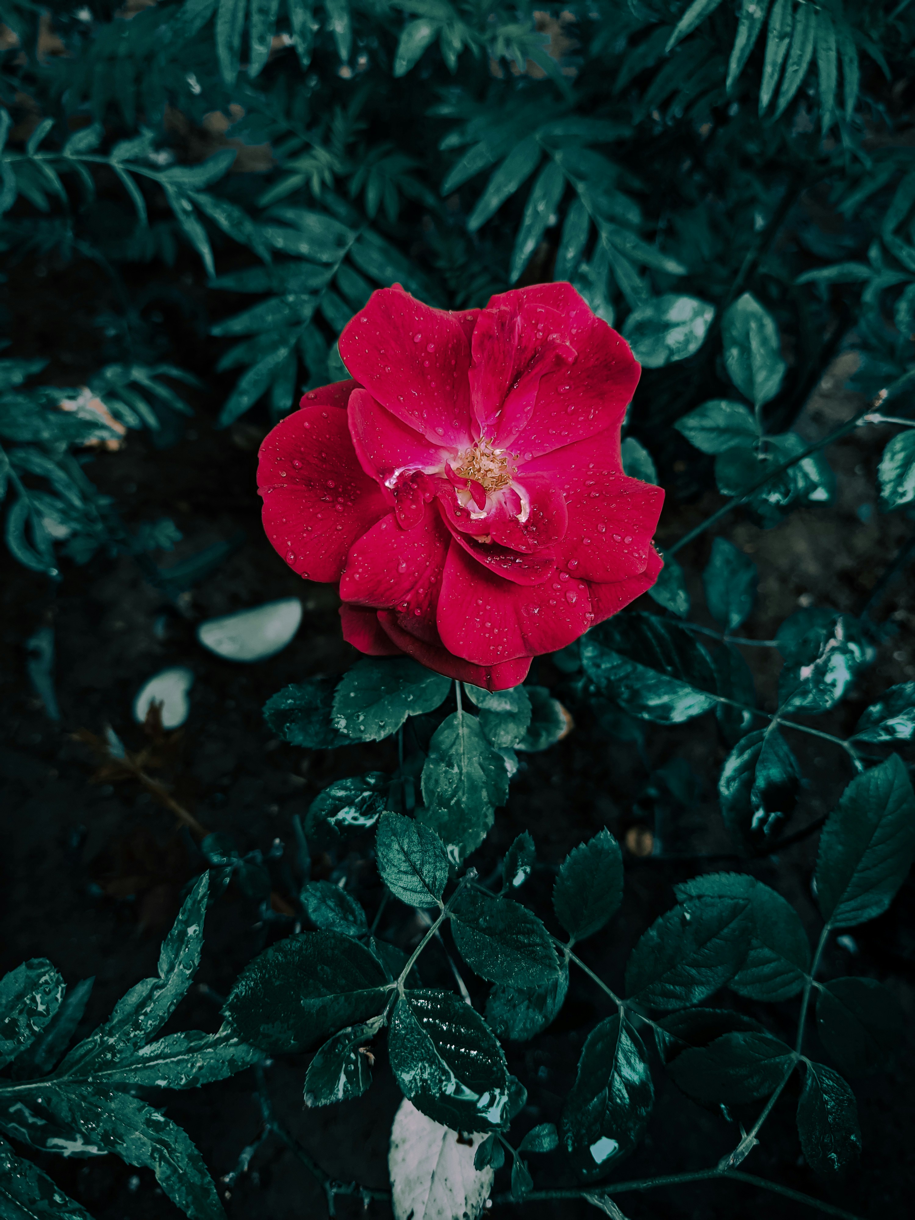 Photo by ajj449068
