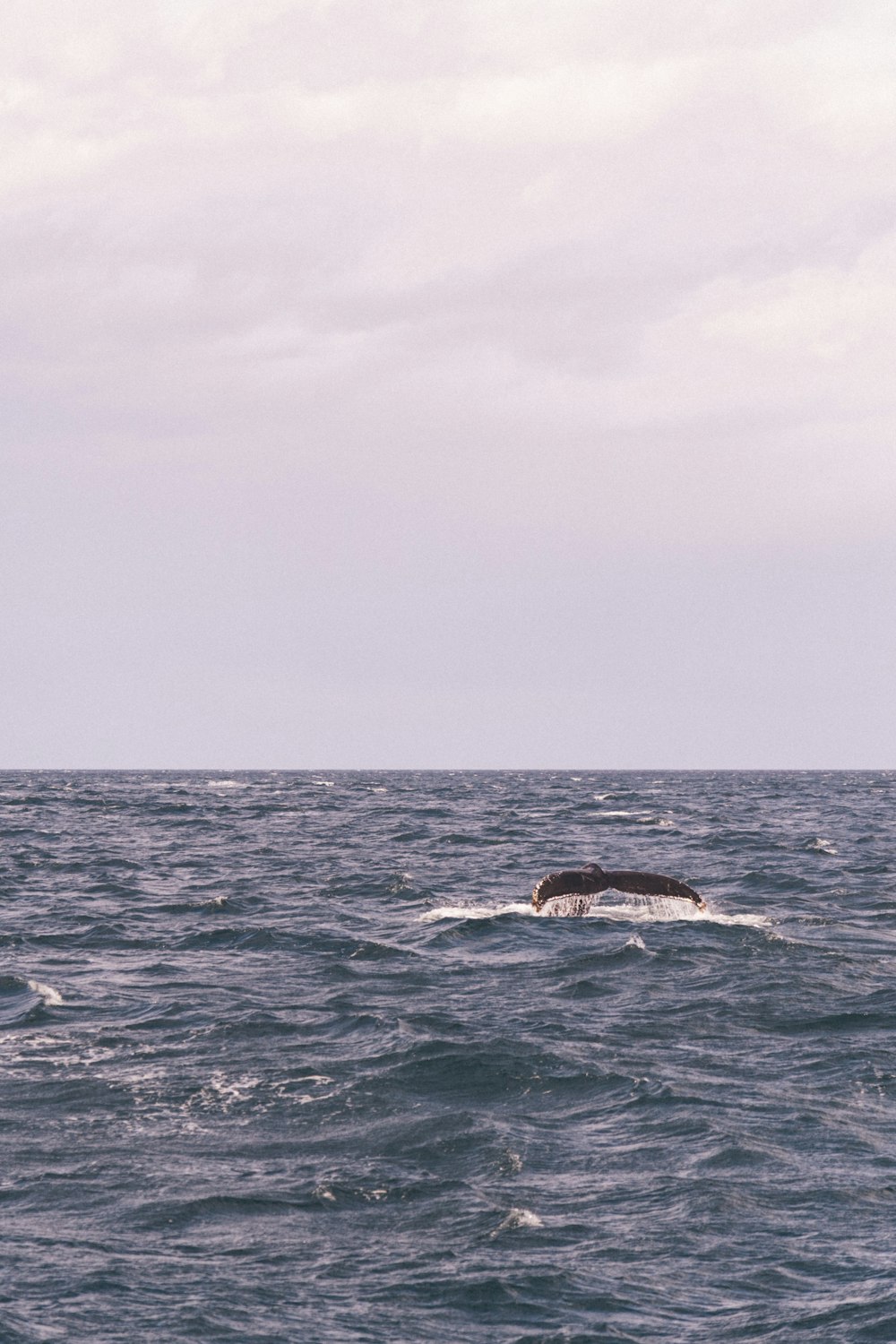 a humpback whale is swimming in the ocean