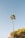 a tall palm tree sitting next to a lush green forest