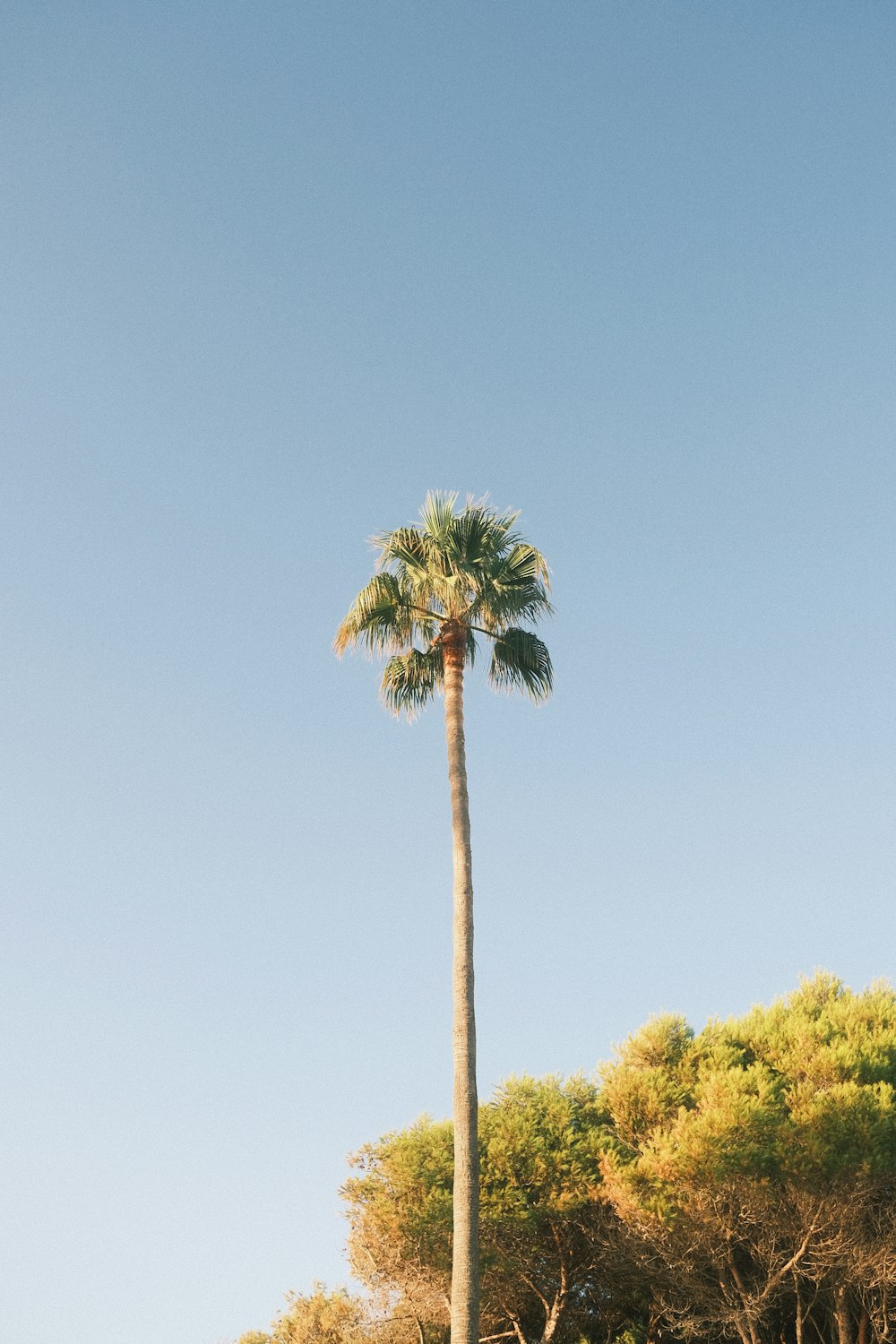 a tall palm tree sitting next to a lush green forest