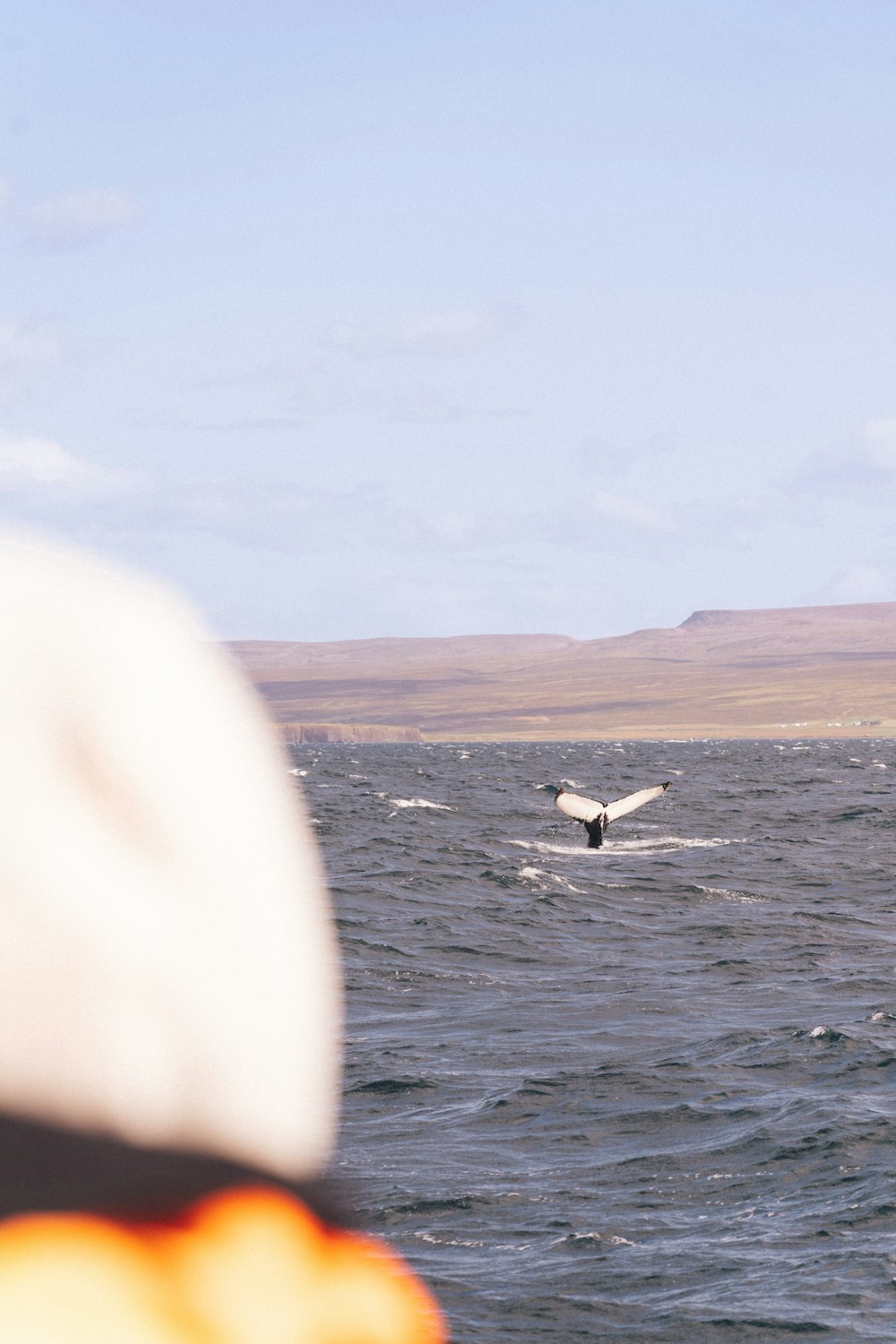 a whale dives into the water from a boat