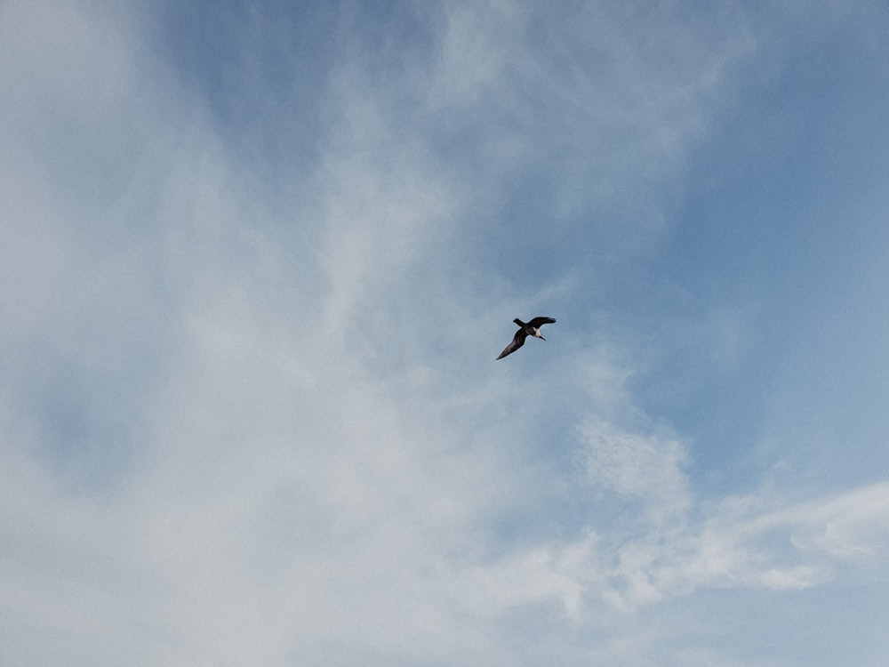 a bird flying high up in the sky