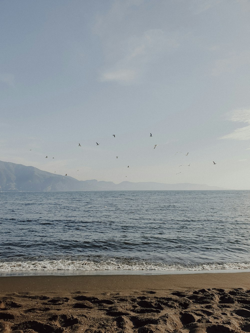 birds flying over the ocean on a sunny day