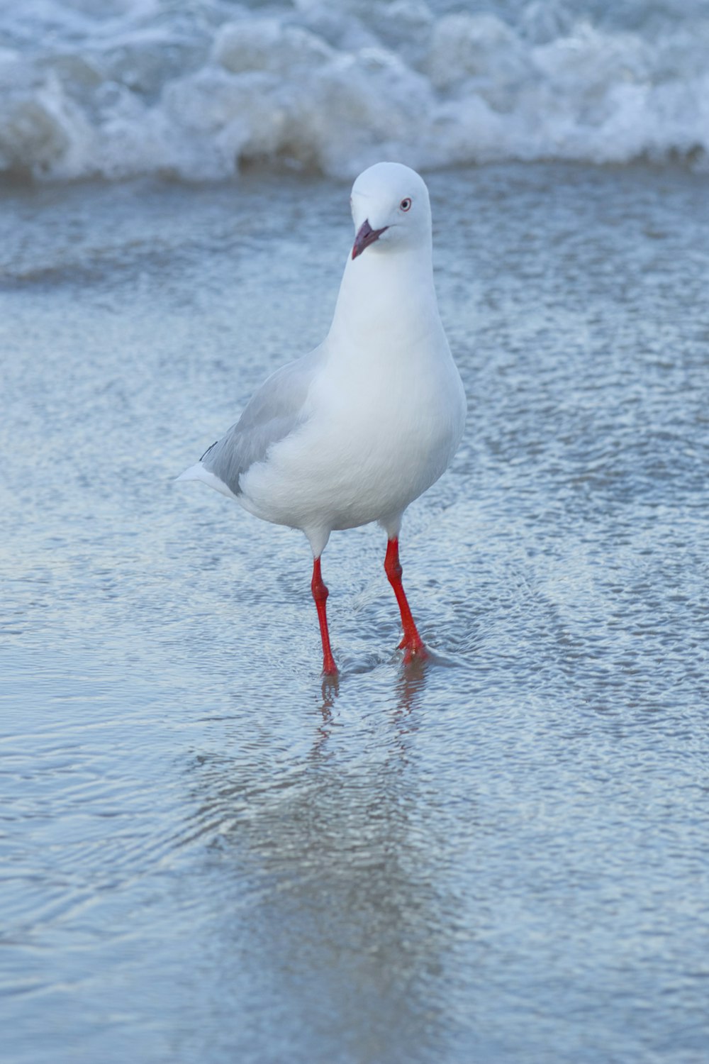 a seagull standing on the beach looking for food