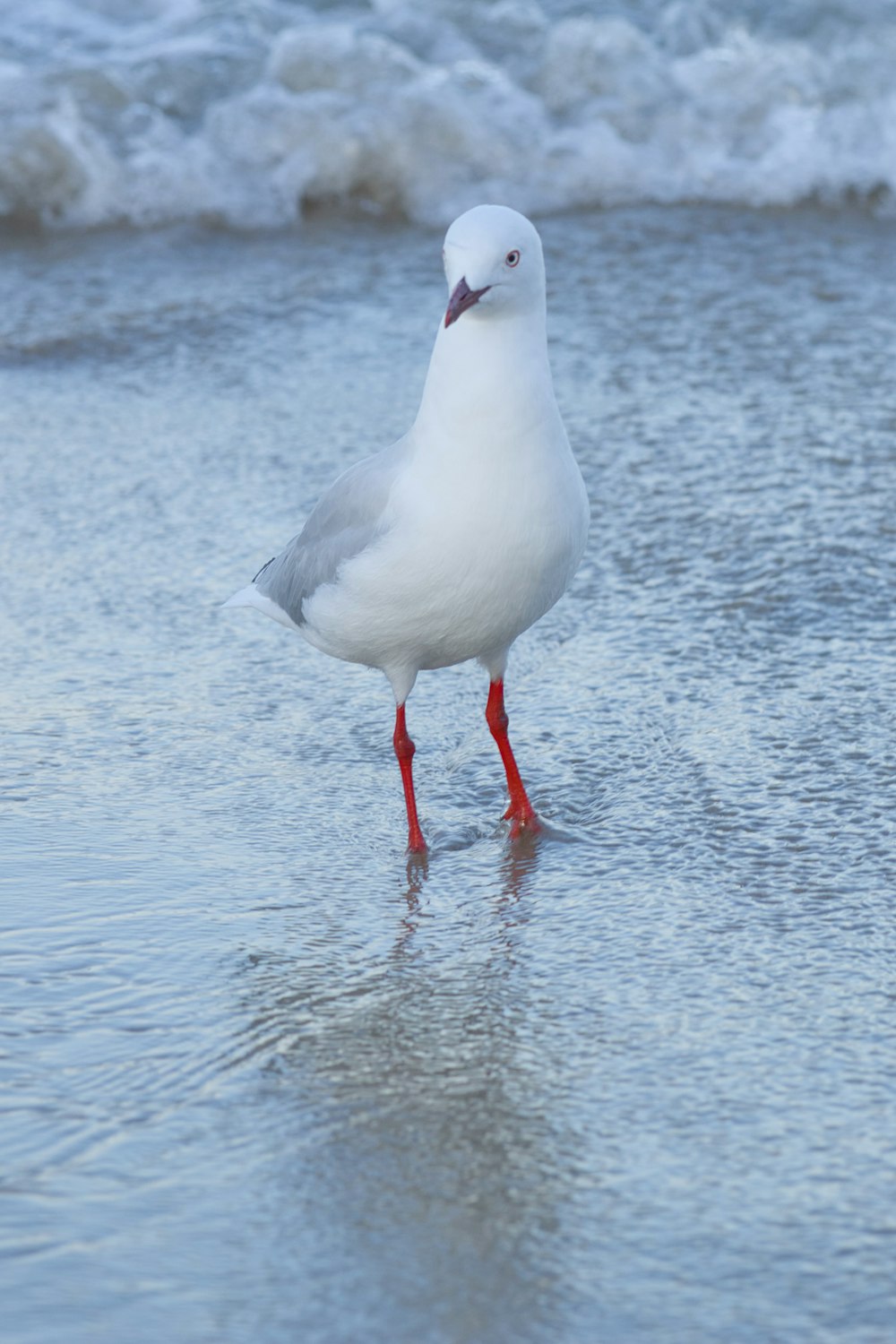 Eine Möwe, die am Strand steht und nach Nahrung sucht