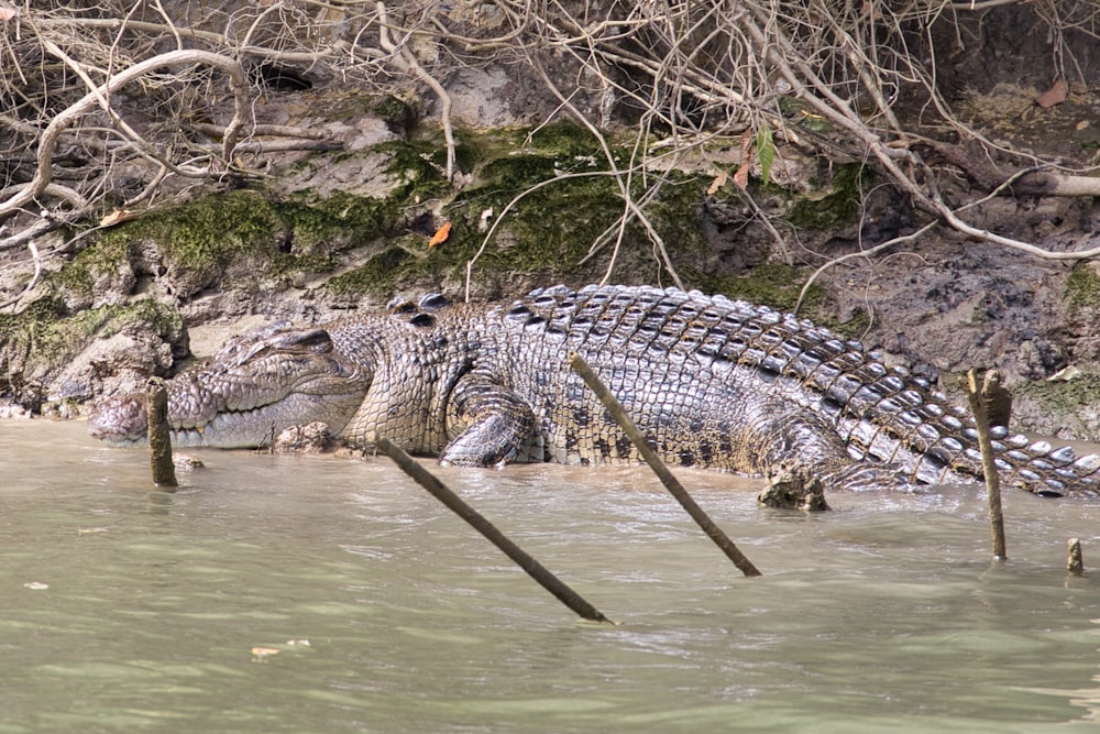 a large alligator is sitting in the water