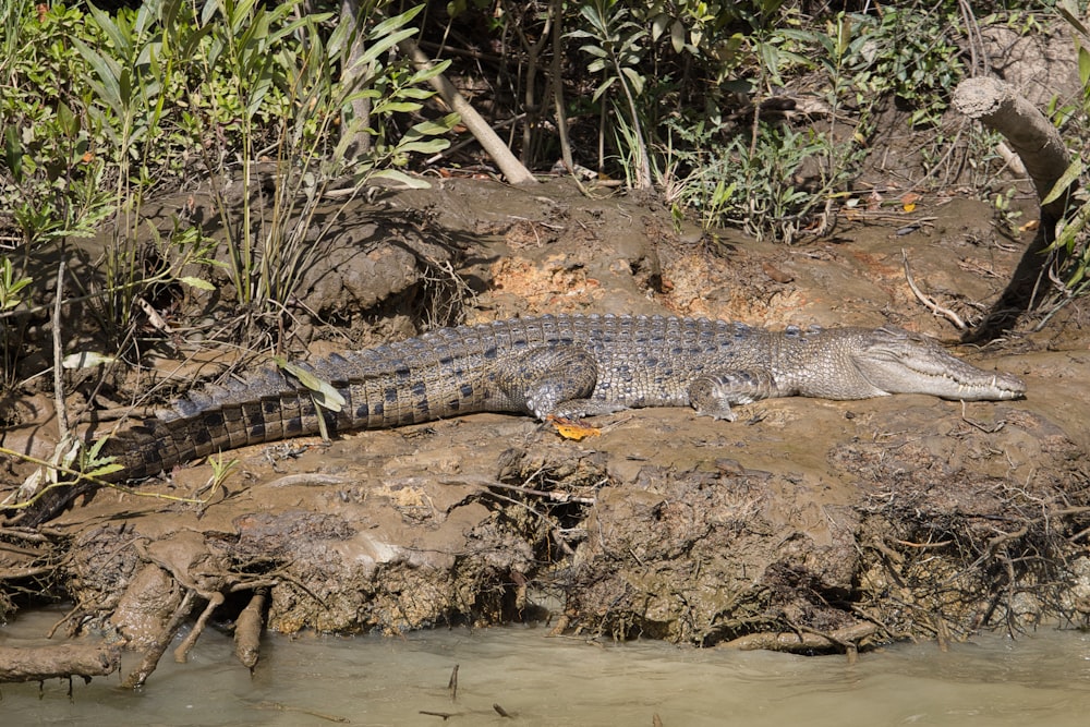 a large alligator laying on top of a muddy bank