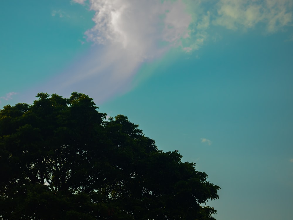 a tree is silhouetted against a blue sky