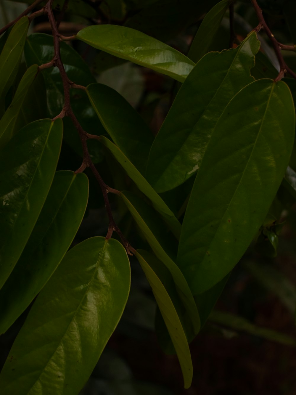 a close up of a green leafy plant