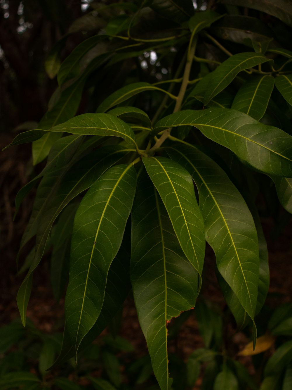 a close up of a green leaf on a tree