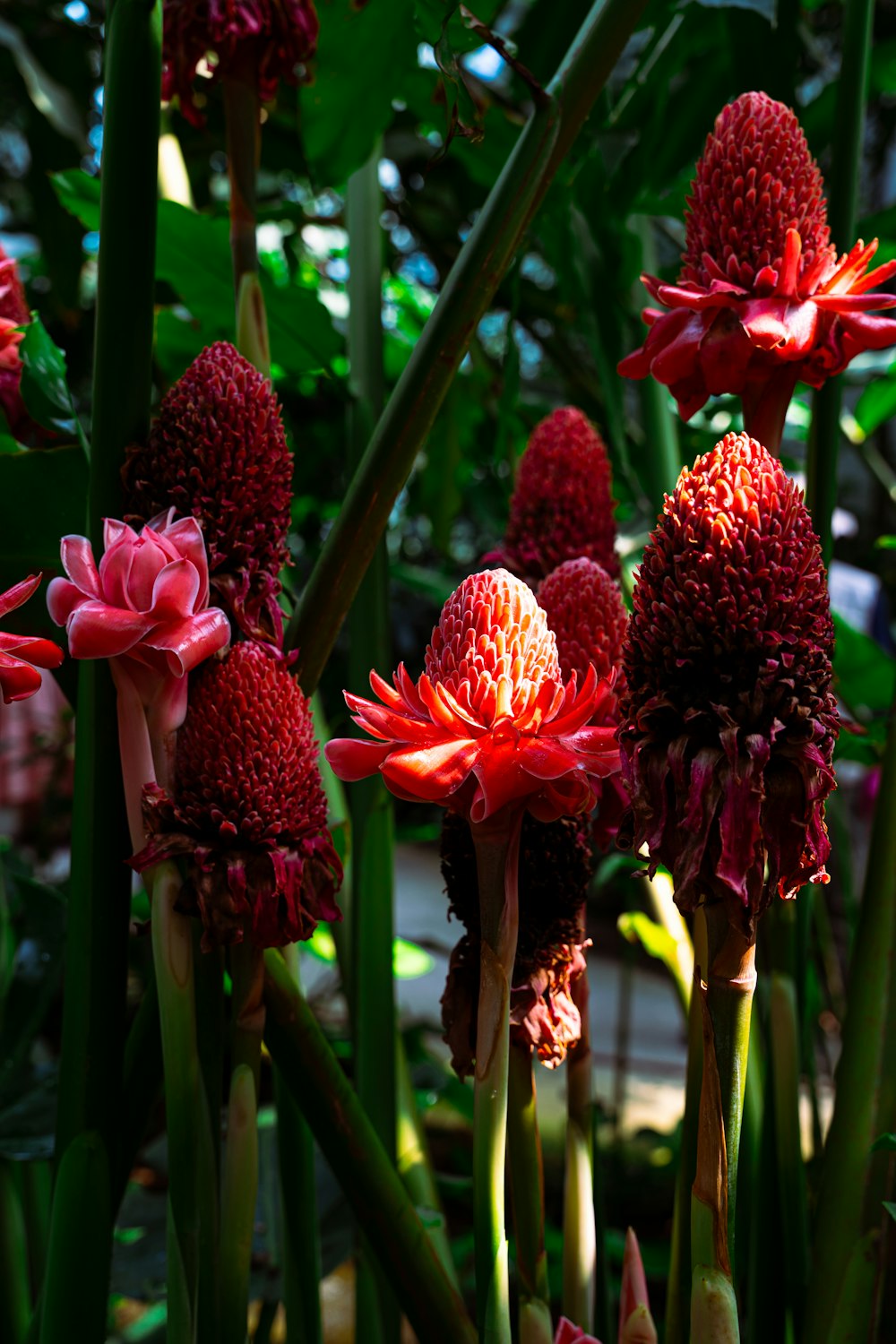 a group of red flowers in a garden