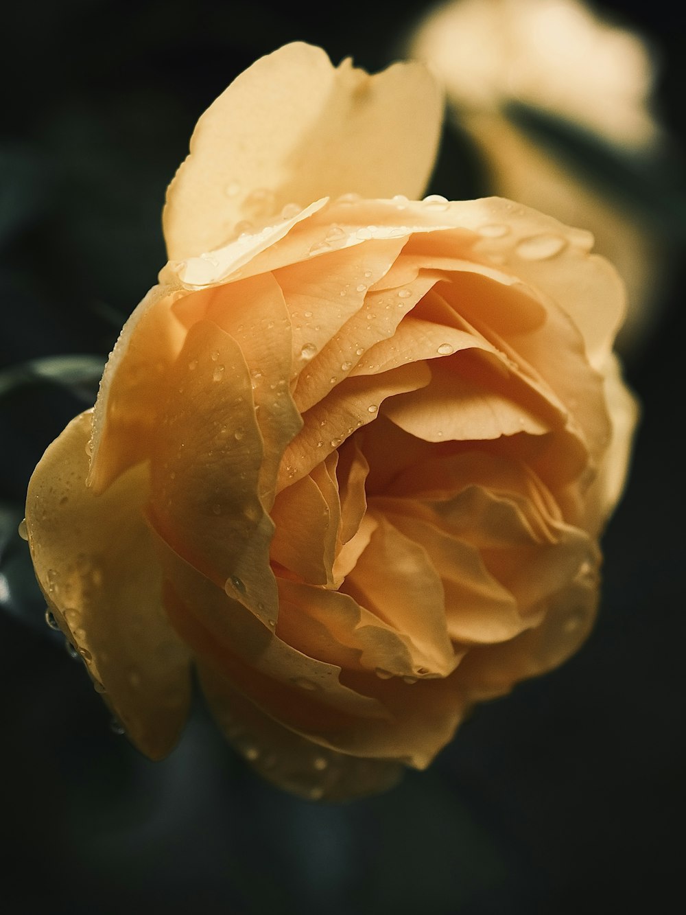 a yellow rose with water droplets on it