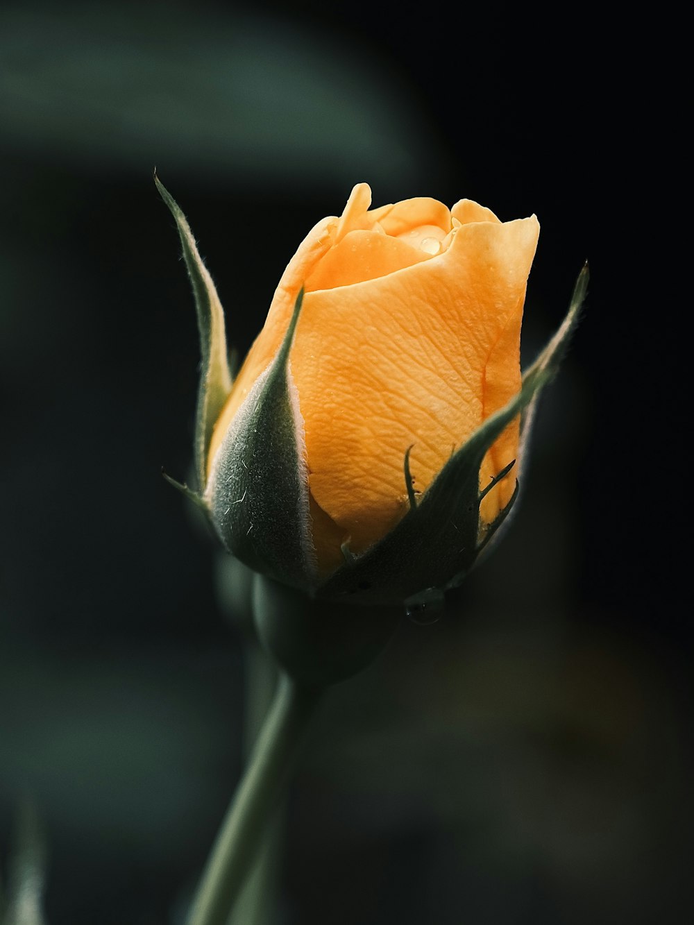 a close up of a single yellow rose