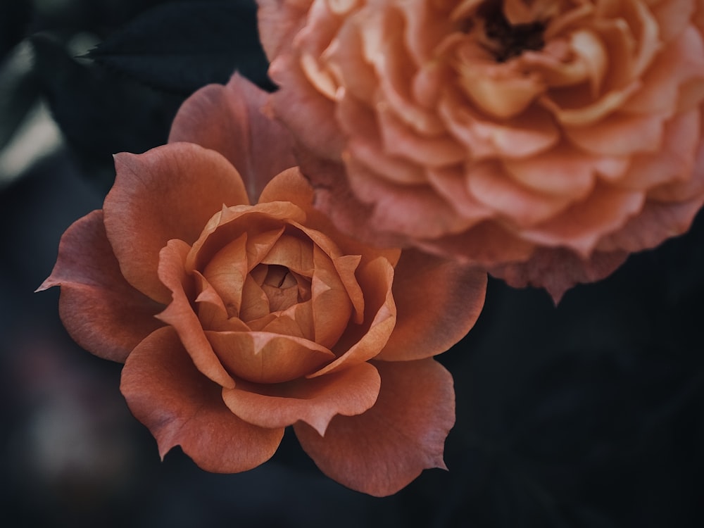 a close up of two orange flowers on a plant