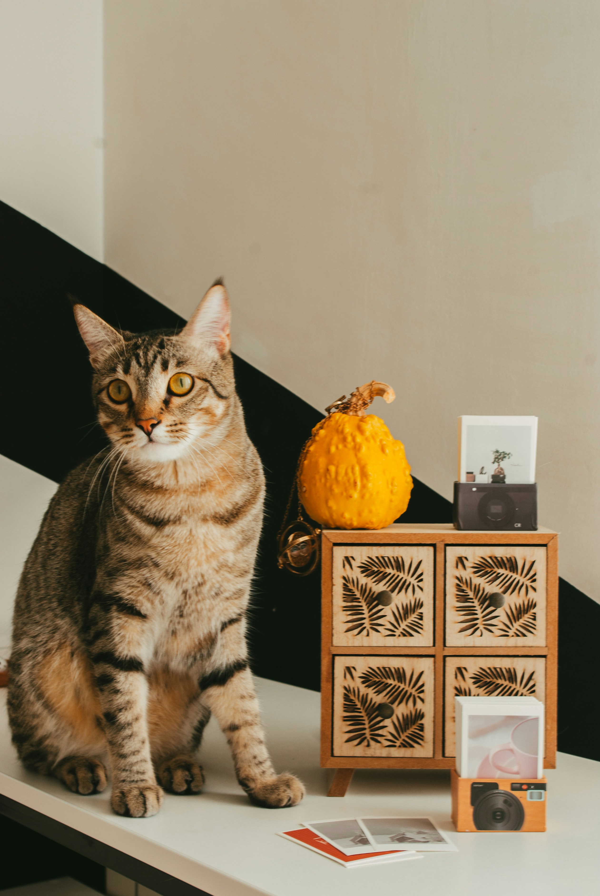 pet memory box