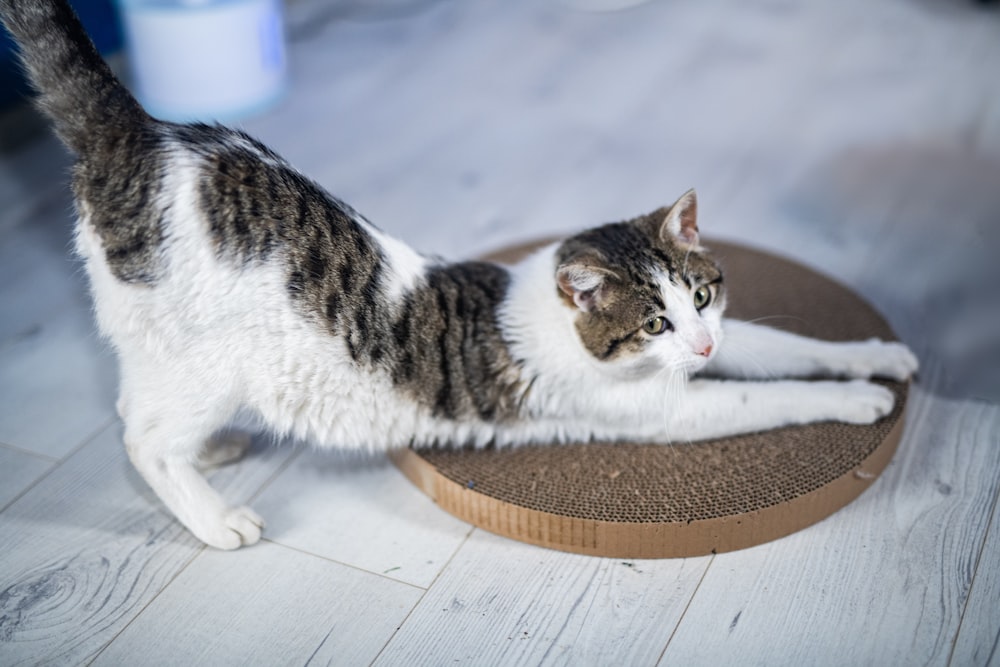 a cat standing on top of a scratching pad