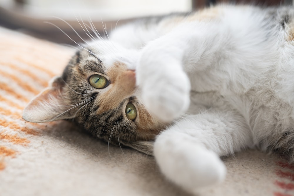 a close up of a cat laying on a bed