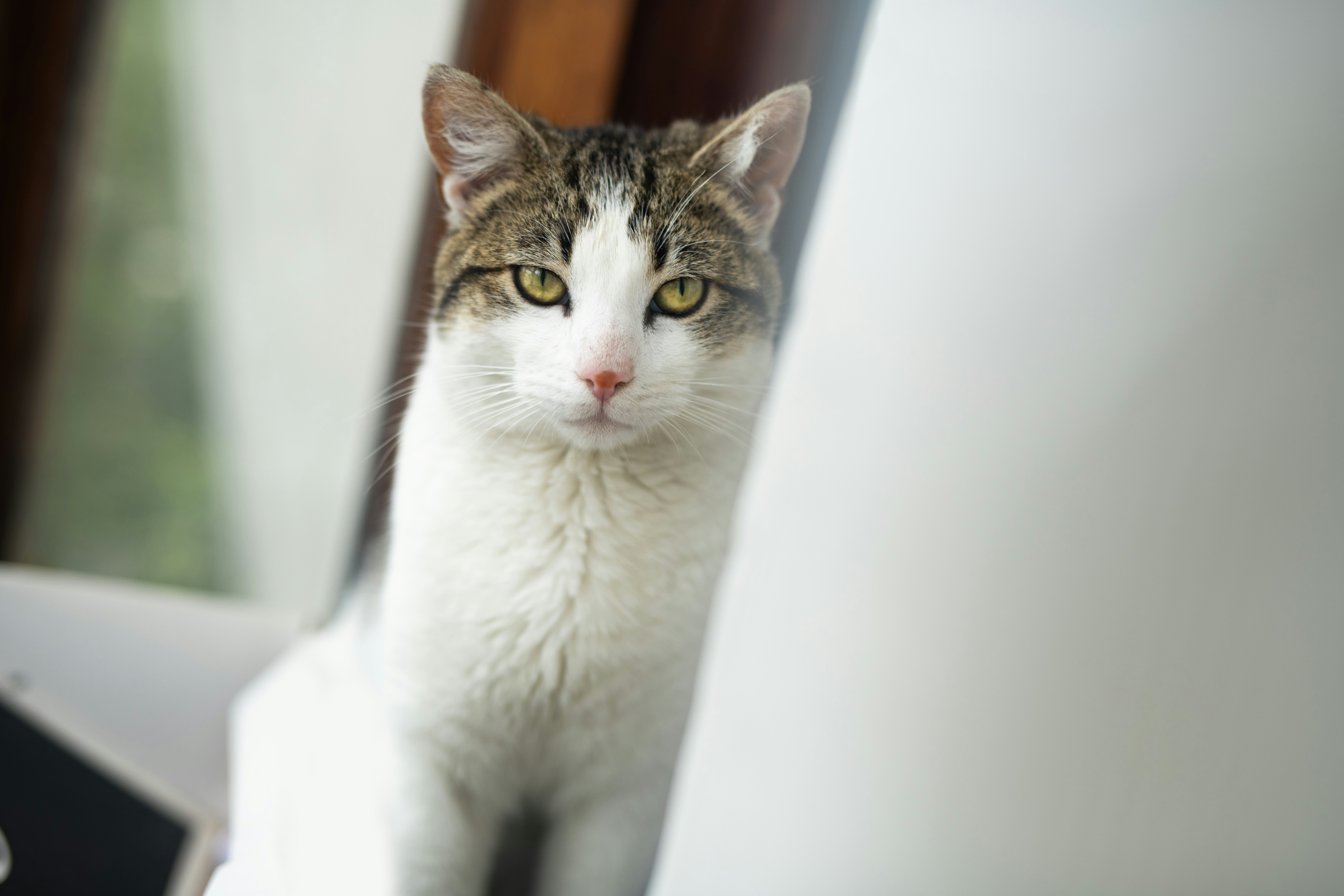 Photo by pabloarenas