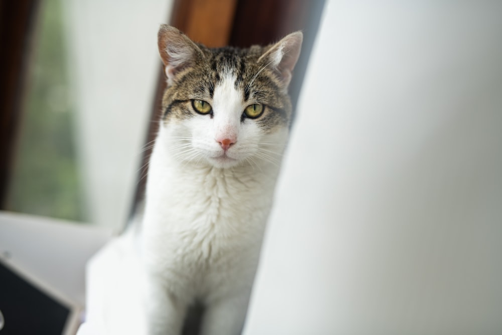 a cat looking at the camera through a window