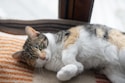 a calico cat laying on top of a blanket