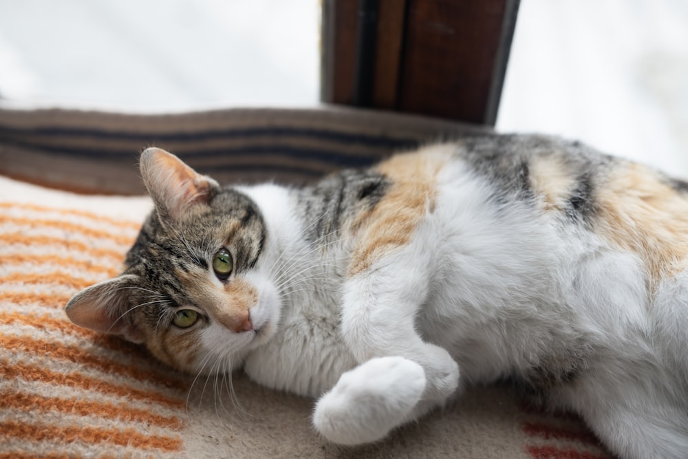 a calico cat laying on top of a blanket