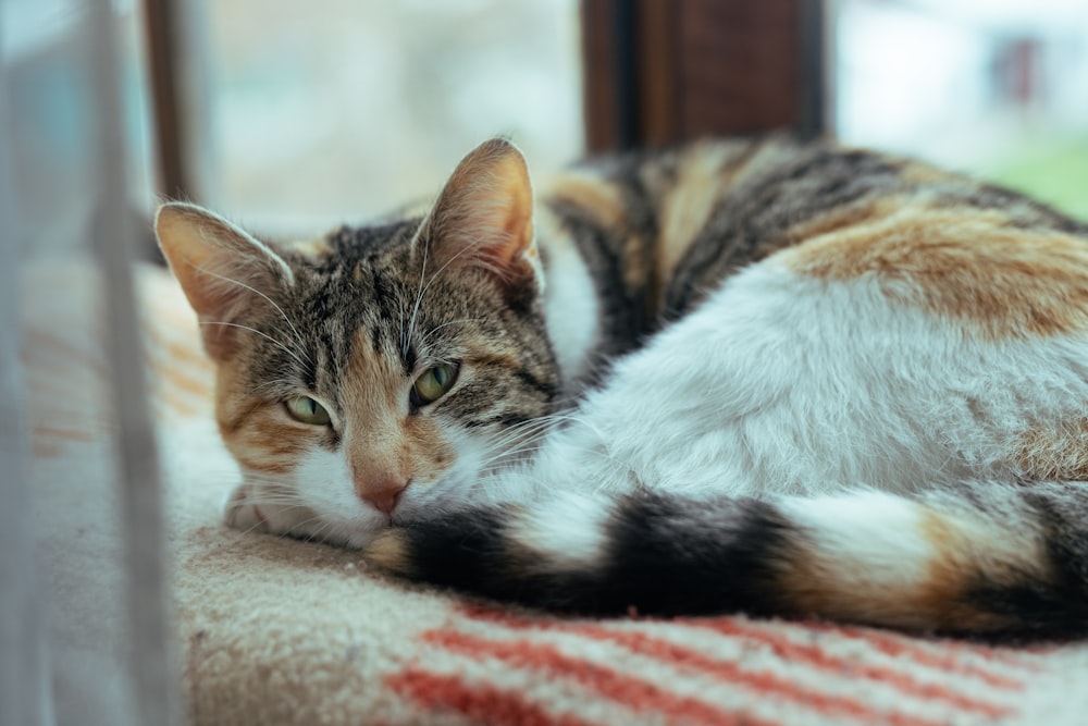 a calico cat laying on top of a rug next to a window