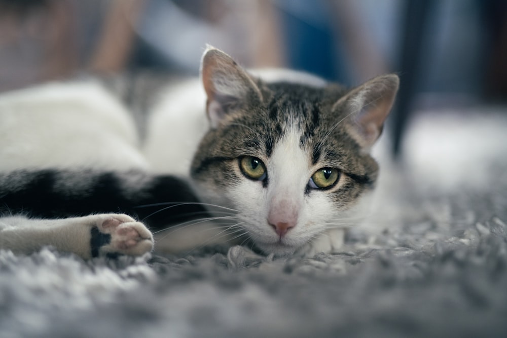 a close up of a cat laying on a carpet