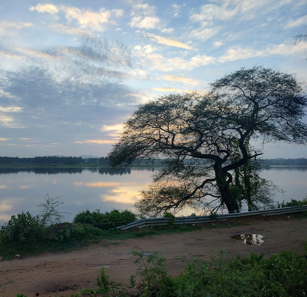 a lone tree sitting on the shore of a lake