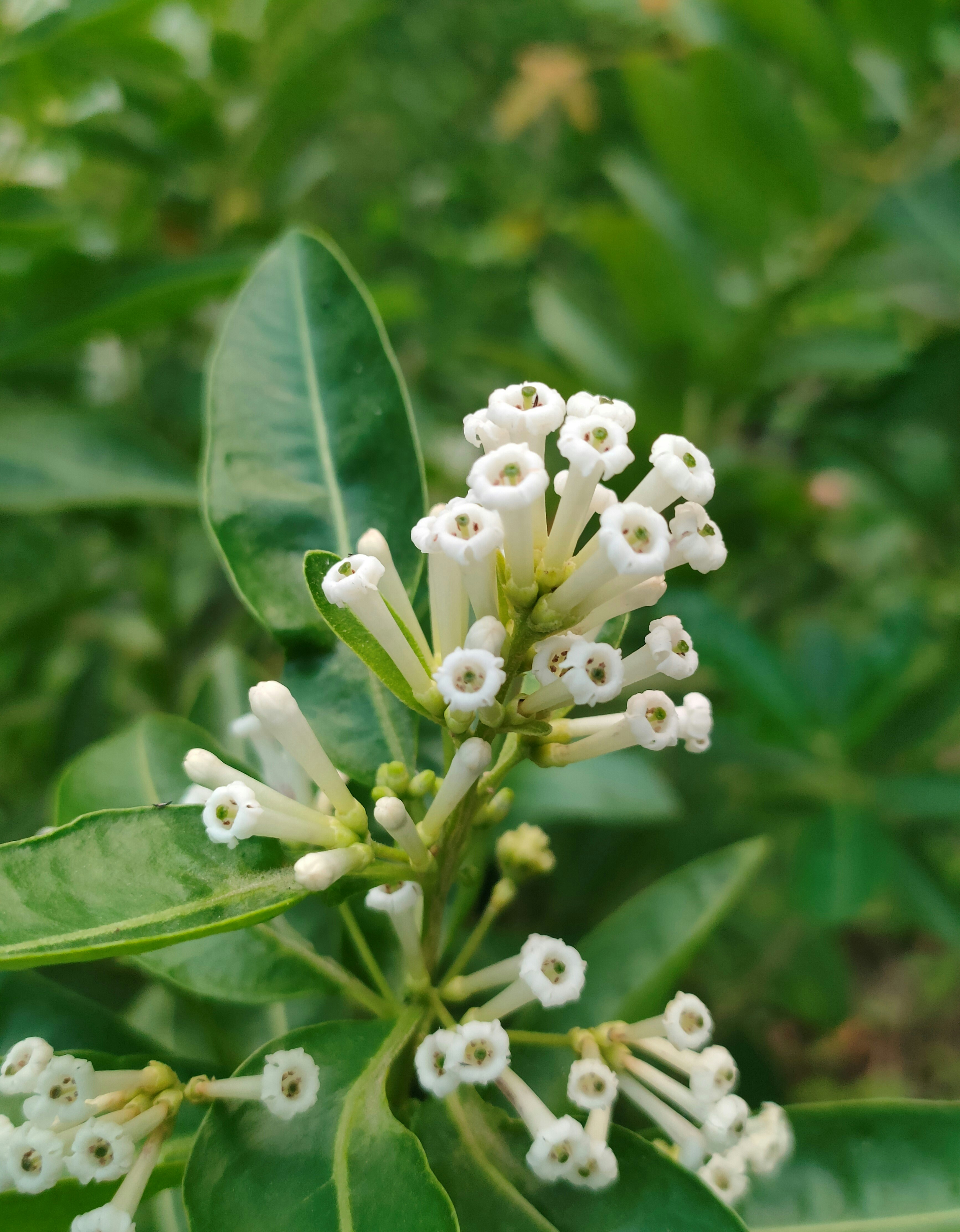 Photo by anuphowlader