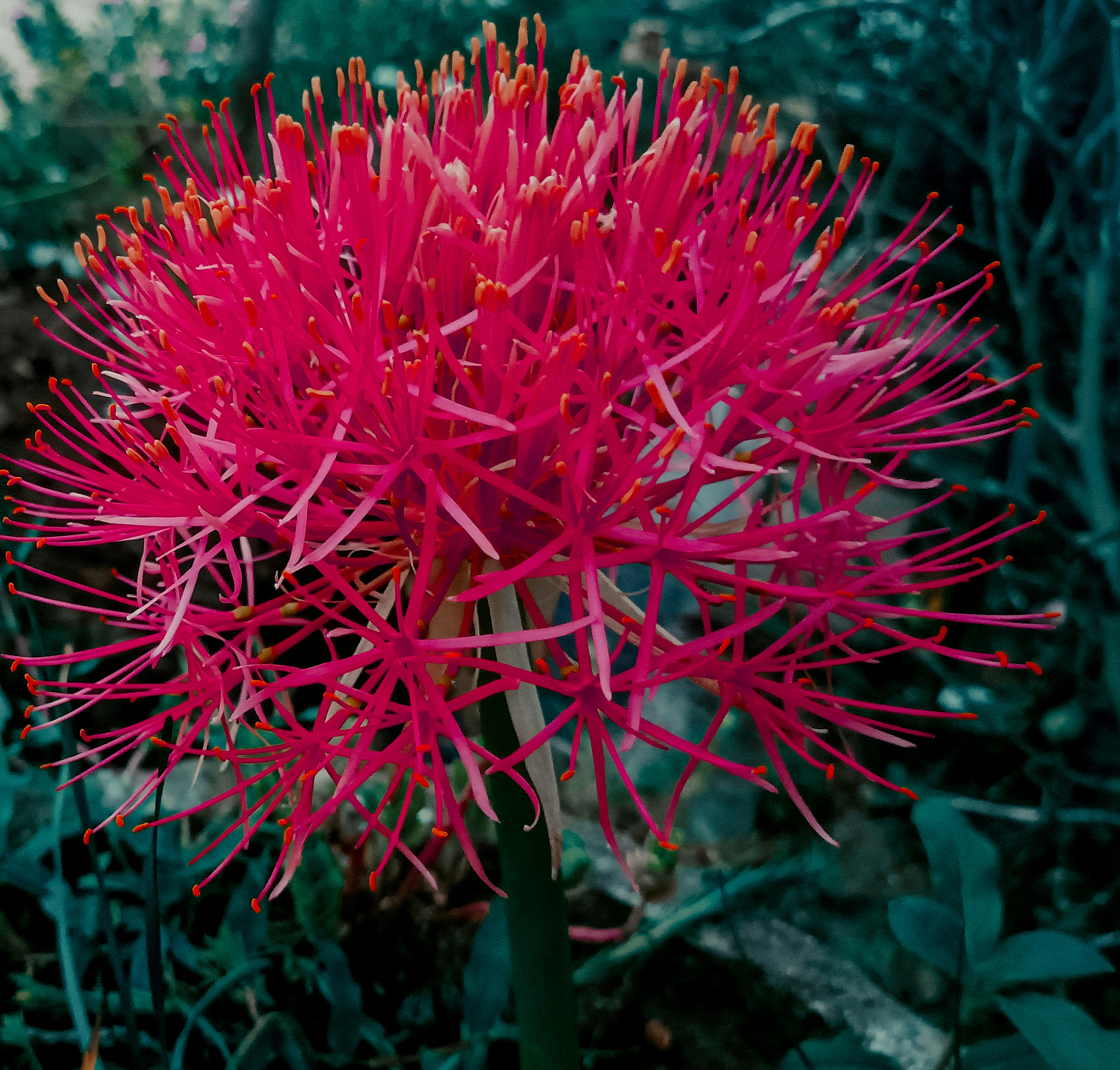 a close up of a pink flower in a field