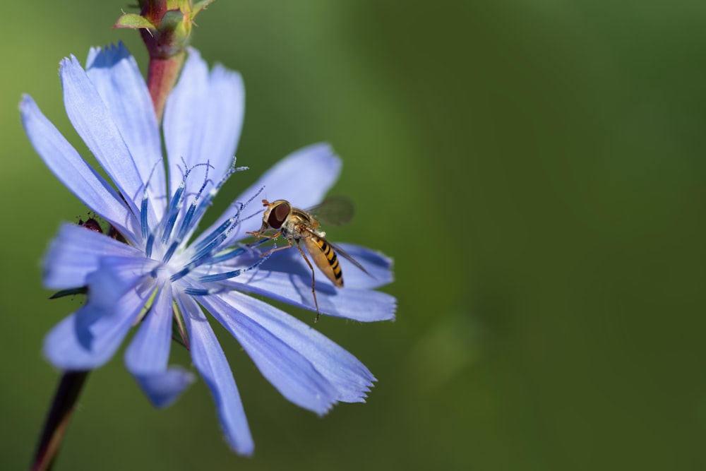 a bee is sitting on a blue flower